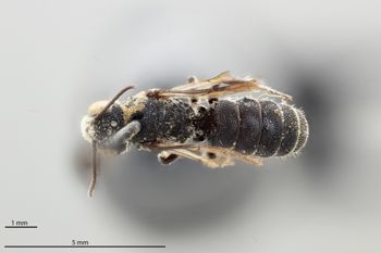 Media type: image;   Entomology 16975 Aspect: habitus dorsal view
